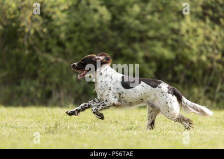 Esecuzione di tedesco puntatore longhaired Foto Stock