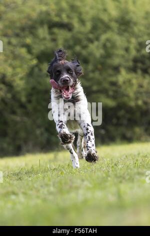 Esecuzione di tedesco puntatore longhaired Foto Stock