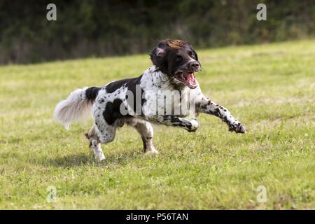 Esecuzione di tedesco puntatore longhaired Foto Stock