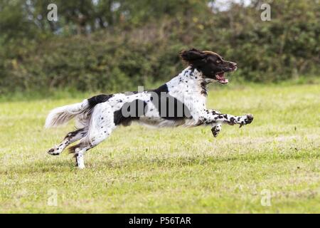 Esecuzione di tedesco puntatore longhaired Foto Stock