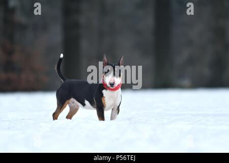 Miniatura Bull Terrier Foto Stock