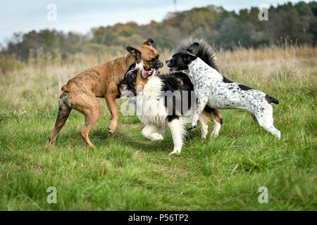 suonare da cani Foto Stock