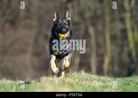 Riproduzione di pastore tedesco RDT Foto Stock