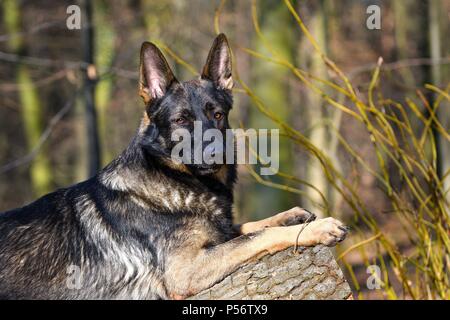 Giacente pastore tedesco RDT Foto Stock