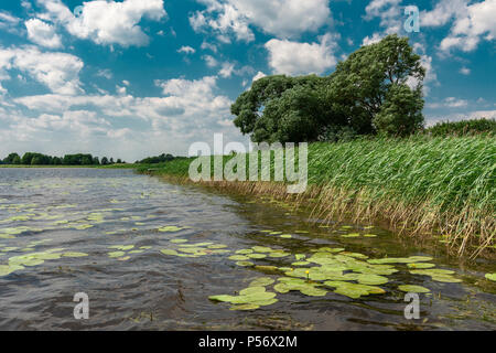 I paesaggi acquatici - una vista del lago e le canne durante il vento Foto Stock