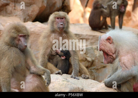 I babbuini Hamadryas in un giardino zoologico di Singapore. Foto Stock