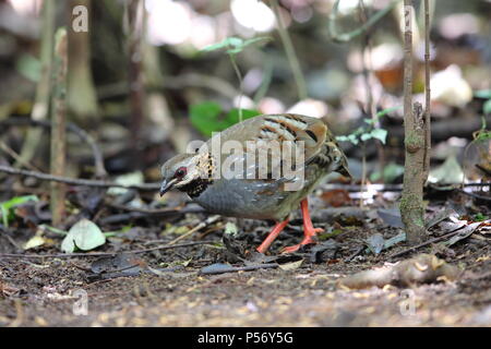 Rufous-throated pernice (Arborophila rufogularis) in Da lat, Vietnam Foto Stock