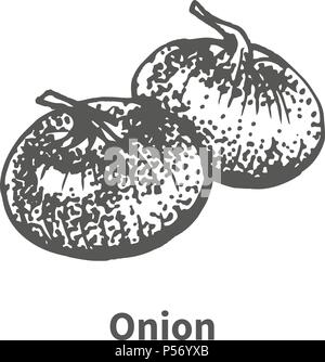 Illustrazione Vettoriale disegnati a mano onion Illustrazione Vettoriale