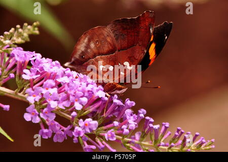 Una farfalla leafwing afferra un sandwich di nettare nei giardini. Foto Stock
