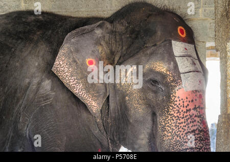 La faccia di un elefante verniciato Foto Stock