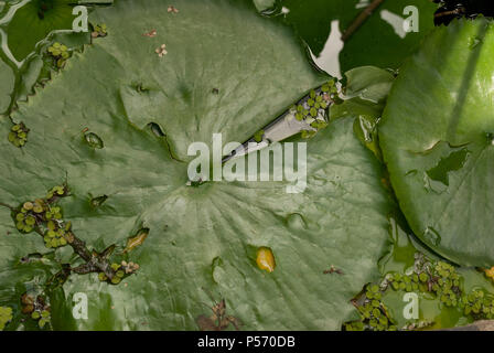 Giglio di acqua impianto Foto Stock