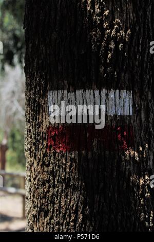 Scoprire la natura - Trail blaze contrassegni su un albero. Foto Stock