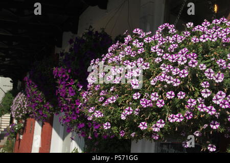 Viola scuro e viola star nelle petunie in cestelli appesi Foto Stock