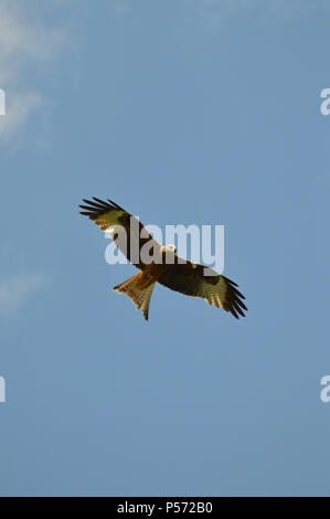 Aquilone rosso Soaring Overhead contro un cielo blu chiaro Foto Stock