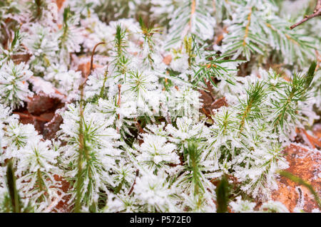 La brina sull'erba, cristalli di ghiaccio sulle piante, erba nella neve Foto Stock