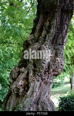 Un nodose e molto vecchio albero con un inosculation o rigonfiamento sul tronco di albero. Foto Stock