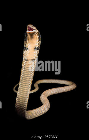 King cobra Foto Stock