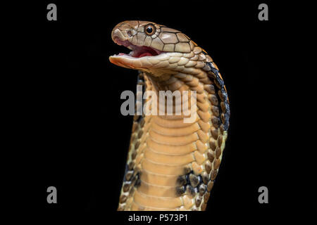 King cobra Foto Stock
