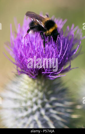 Glasgow, Scotland, Regno Unito. Il 25 giugno, 2018. Un'ape alimentazione su una lancia Thistle Glasgow Credit: Tony Clerkson/Alamy Live News Foto Stock
