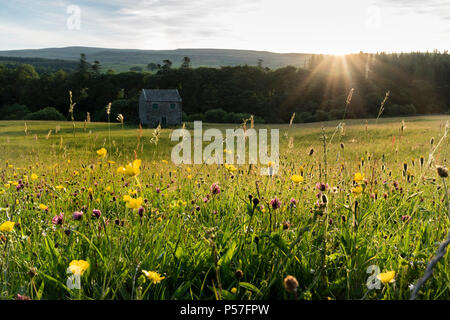 Holwick, Teesdale, County Durham Regno Unito. Martedì 26 Giugno 2018. Regno Unito Meteo. È stato un bel inizio di giornata nel North Pennines come i primi raggi del sole nascente ha cominciato a illuminare il selvaggio fiore prati da fieno di Teesdale superiore. Credito: David Forster/Alamy Live News Foto Stock