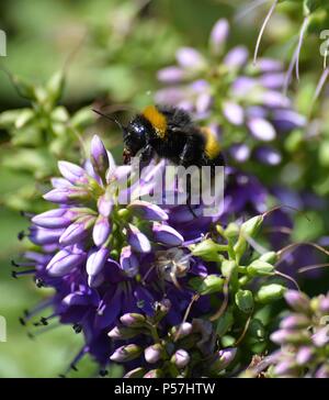 Il miele delle api estraendo il polline di un colore lilla fiore giardino Foto Stock