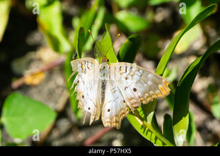 Un ragged indossato fuori bianco farfalla pavone (Anartia jatrophae) Foto Stock