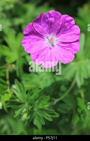 Bloody Cranesbill Geranium sanguineum Foto Stock