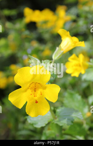 Monkeyflower Erythranthe guttata precedentemente Mimulus guttatus, un non-nativo, pianta invasiva per il Regno Unito Foto Stock