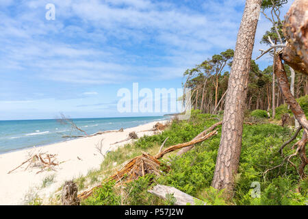 West Beach sul Mar Baltico con una vista della foresta e del mare Foto Stock