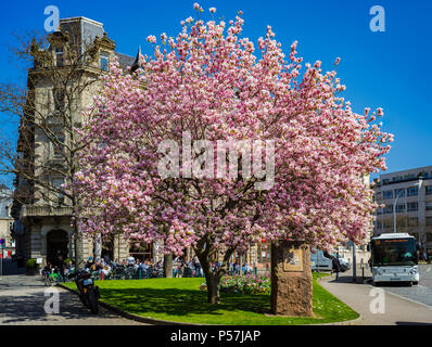 Strasburgo, Marcel Rudloff square con la fioritura di albero di magnolia e cafe Brant, Alsazia, Francia, Europa Foto Stock