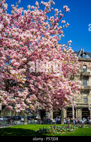 Strasburgo, Marcel Rudloff square con la fioritura di albero di magnolia e cafe Brant, Alsazia, Francia, Europa Foto Stock