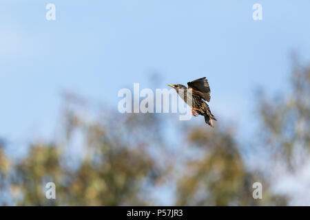 Unico comune Starling Sturnus vulgaris battenti contro gli alberi lontani e cielo blu in giardino Foto Stock