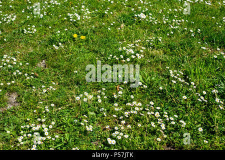 Bianco Fiori margherite, prato, Alsazia, Francia, Europa Foto Stock