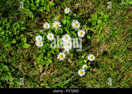 Bianco Fiori margherite, prato, Alsazia, Francia, Europa Foto Stock