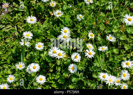 Bianco Fiori margherite, prato, Alsazia, Francia, Europa Foto Stock