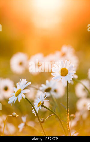 Margherita occhio di bue Leucanthemum vulgare fiore contro il sole di setting dando un bagliore arancione Foto Stock