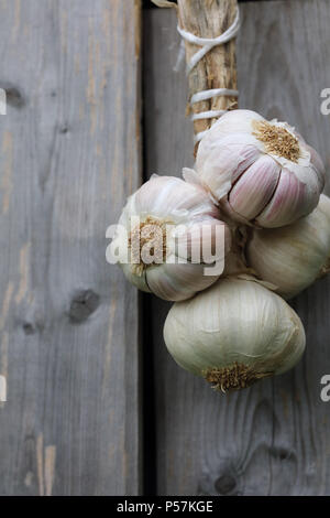 Lampadine dell'aglio Foto Stock