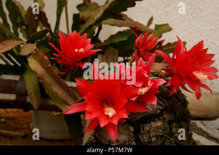 Disocactus ackermannii- Orchid cactus, in fiore Foto Stock