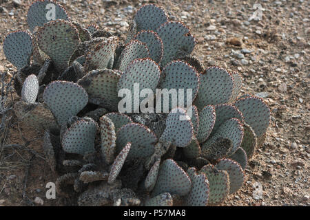 Coda di castoro cactus nel deserto dell'Arizona Foto Stock