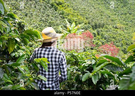 Piantagione di caffè in Jerico, Colombia nello stato di Antioquia. Foto Stock