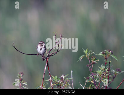 Song Sparrow appollaiato sul ramo Foto Stock