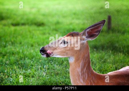 Lititz, PA, Stati Uniti d'America - 24 Giugno 2018: un White Tailed Deer bastoni fuori la sua linguetta mentre leccare le sue costolette dopo alimentazione di erba in Lancaster County, PA. Foto Stock