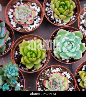 Miniatura Piante succulente Foto Stock