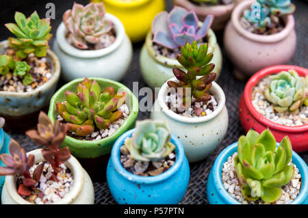Miniatura Piante succulente Foto Stock