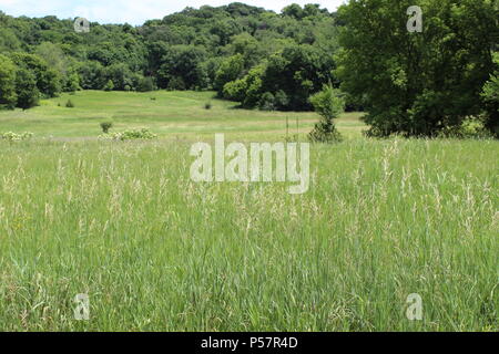 Struttura di erba sullo sfondo del paesaggio all'aperto Foto Stock