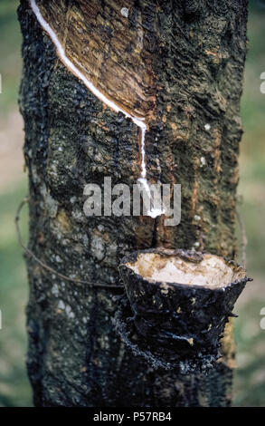 La corteccia di un albero in gomma (Hevea Brasiliensis) viene tagliato in modo che il suo lattice bianco sap penetra nella scanalatura esposta e le gocce in una tazza attaccata alla struttura per la raccolta di che appiccicoso, colloide lattiginosa che viene successivamente trasformato in gomma naturale. Conosciuta come la maschiatura, questi tagli a spirale nella corteccia per rilasciare il lattice può essere fatta per come molti come 28 anni senza compromettere la struttura vivente. Alberi della gomma cresce allo stato selvatico nelle foreste pluviali di Amazon ma raccolta di lattice per la produzione di gomma naturale è fatto principalmente su rubberwood piantagioni in Thailandia, Indonesia, Cina e India. Foto Stock