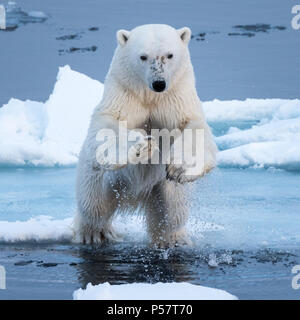 Orso polare saltando su acqua Foto Stock