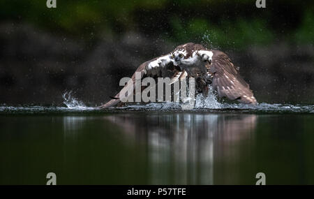 Osprey Foto Stock