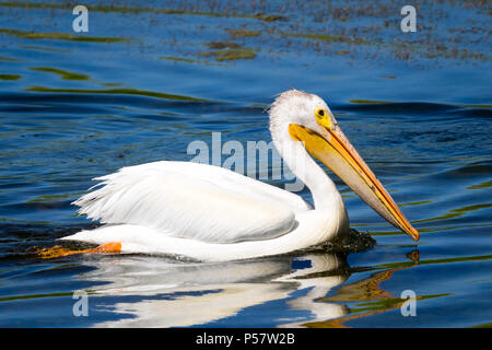 Un non-allevamento adulto Americano bianco Pellicano (Pelecanus erythrorhynchos) nuota su un laghetto a Beaumont, Alberta, Canada. Foto Stock