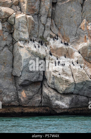 Cormorano uccelli su una scogliera di Musandam in Oman Foto Stock